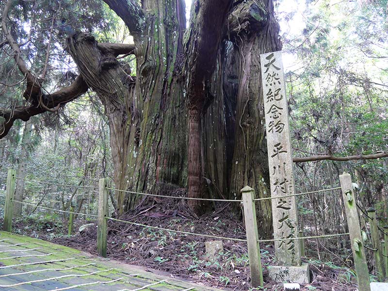 平川の大スギ