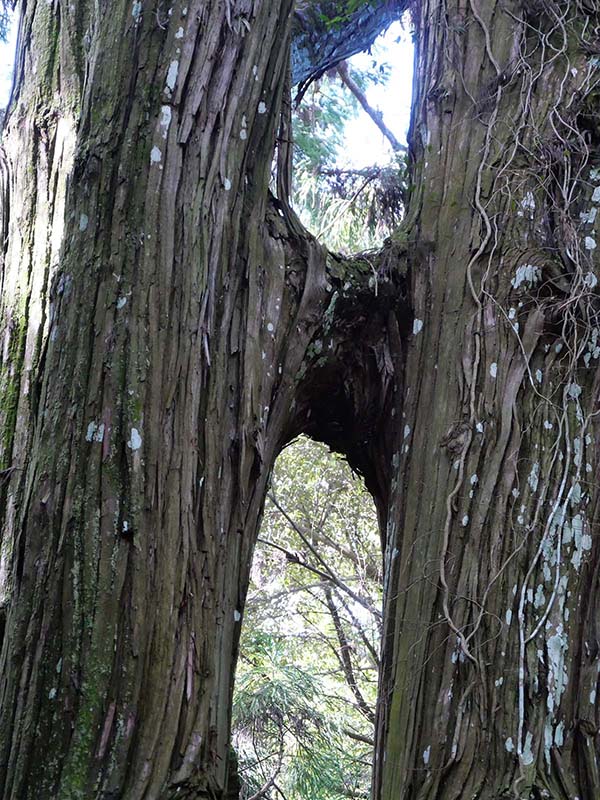 平川の大スギ