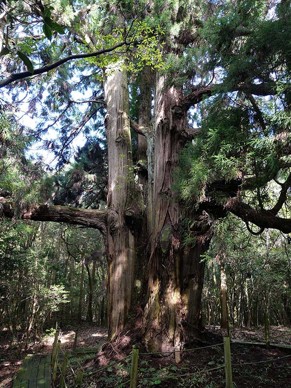 平川の大スギ