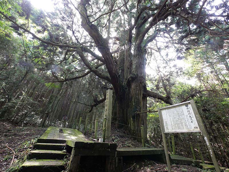 平川の大スギ