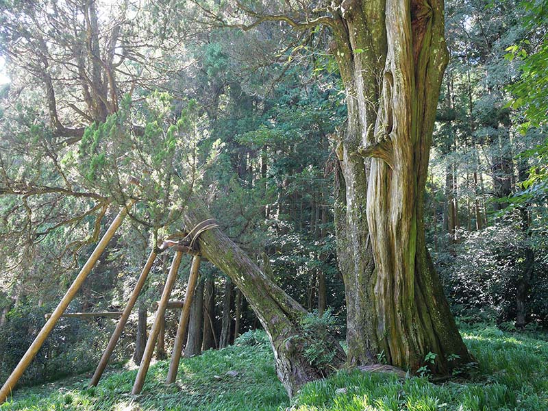 法泉寺跡のシンバク