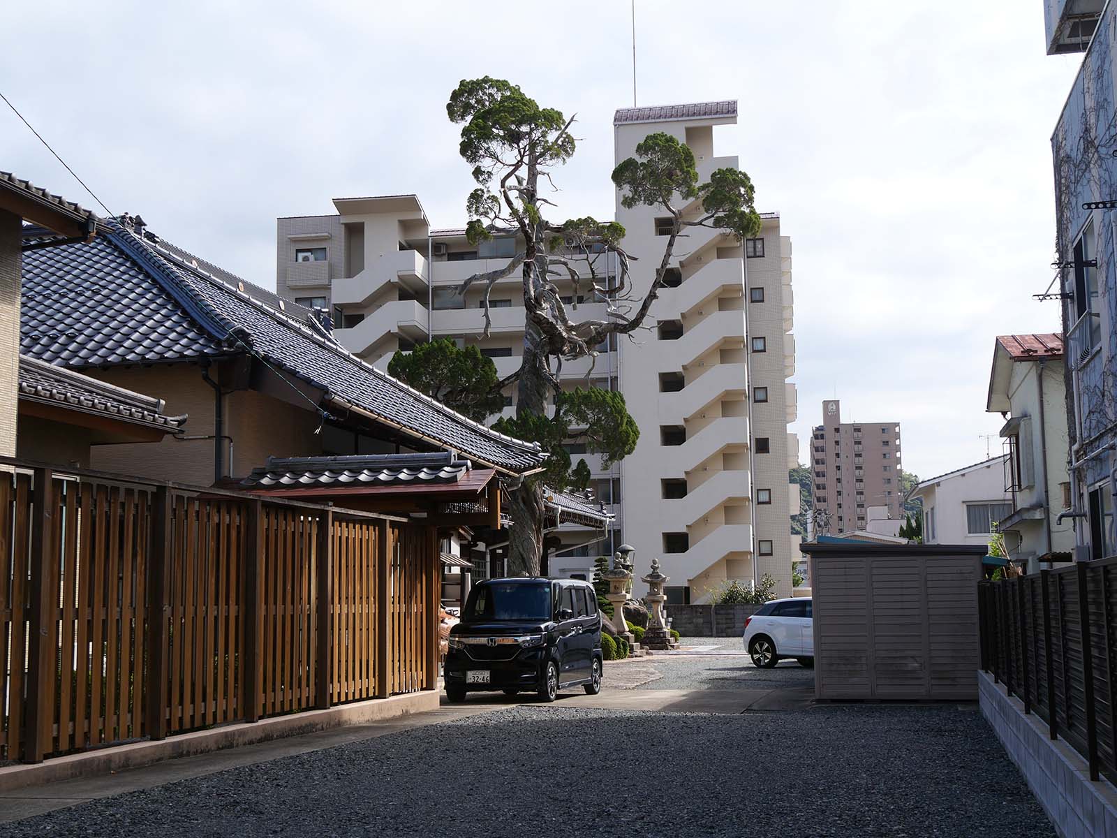 正福寺のイブキ