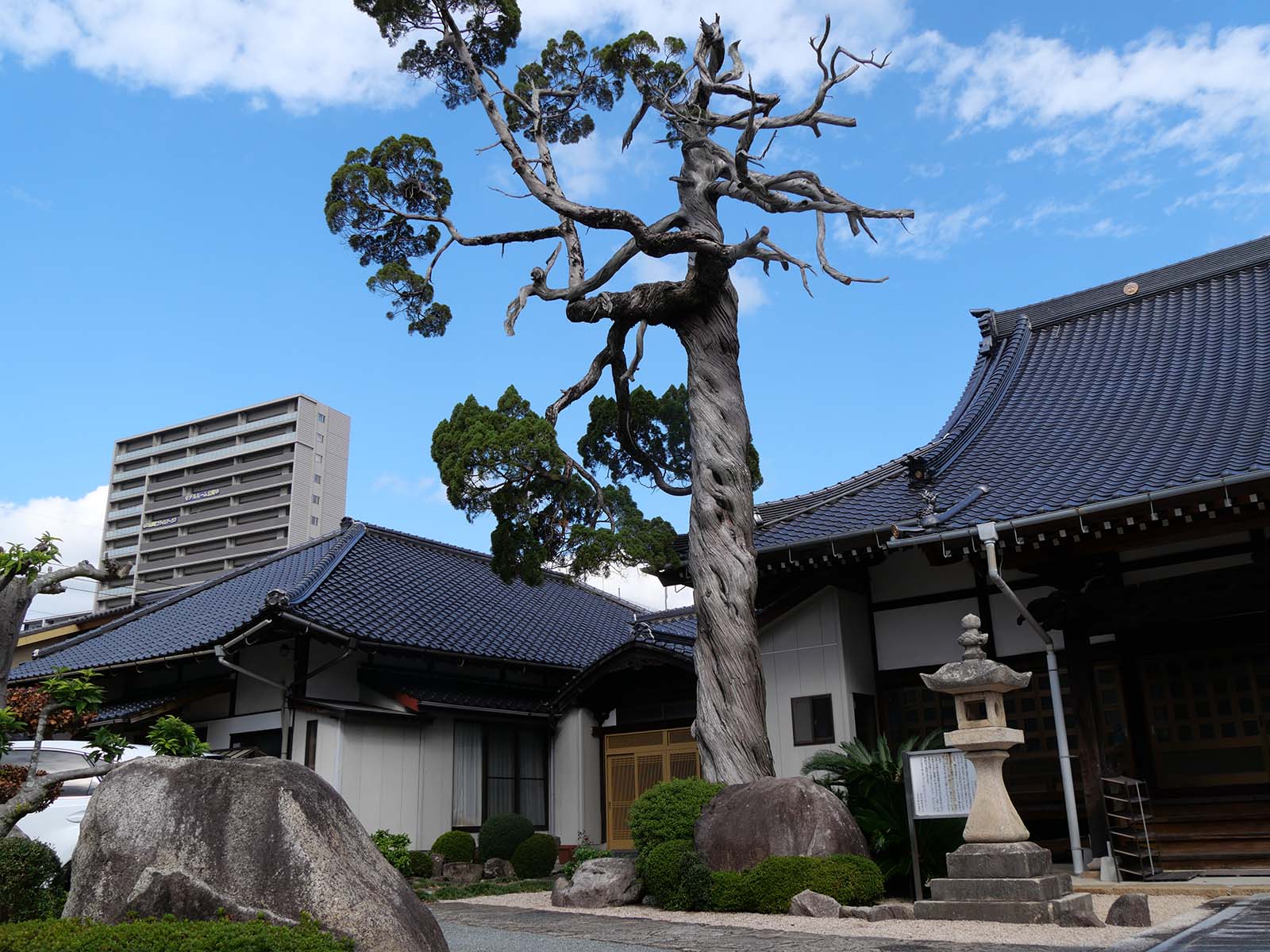 正福寺のイブキ