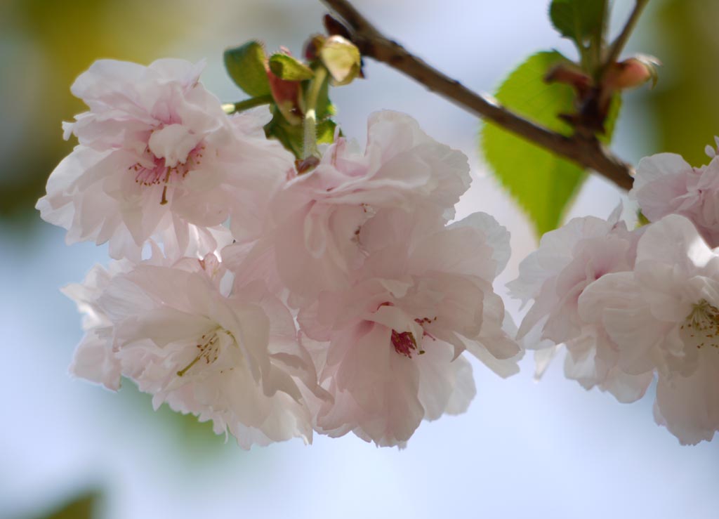 箒桜(ほうきざくら)