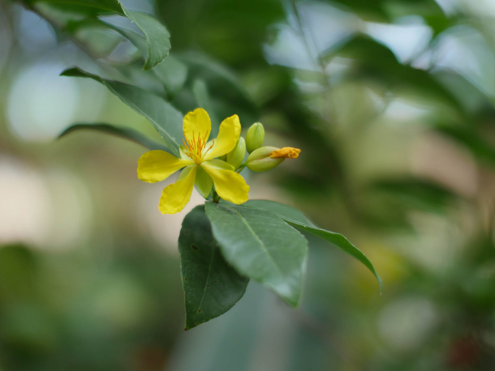 ミッキーマウスの木の花