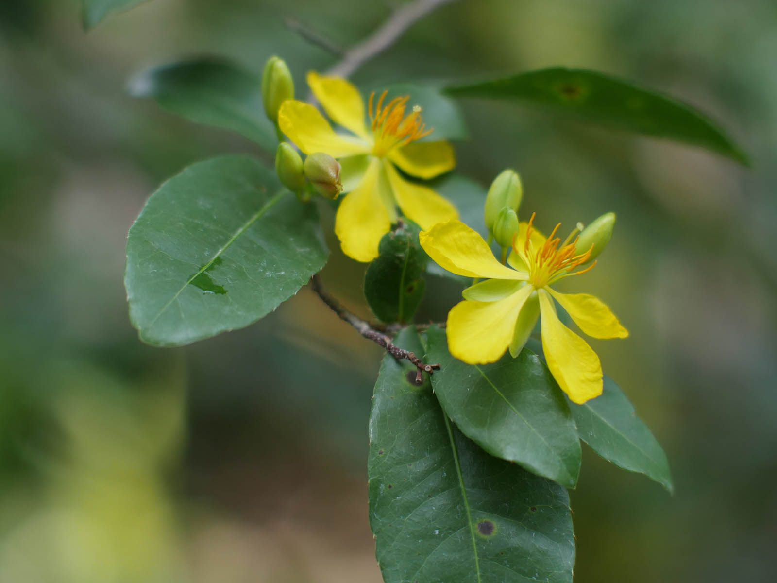 ミッキーマウスの木の花