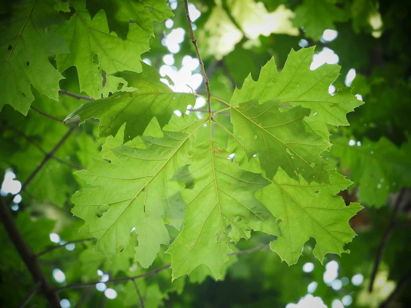 アカナラQuercus_rubra