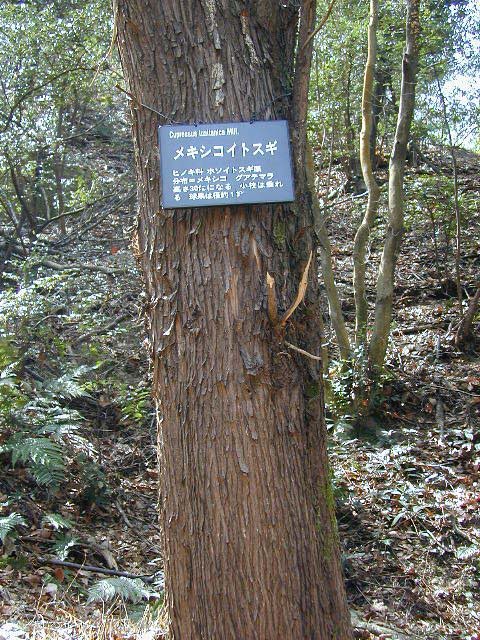 メキシコサイプレス