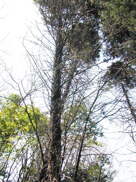 メキシコイトスギcypress