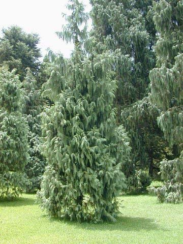 サイプレスcypress