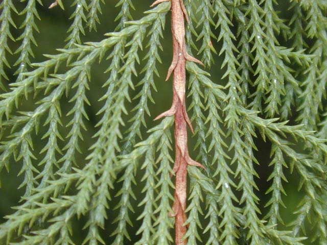 サイプレスcypress