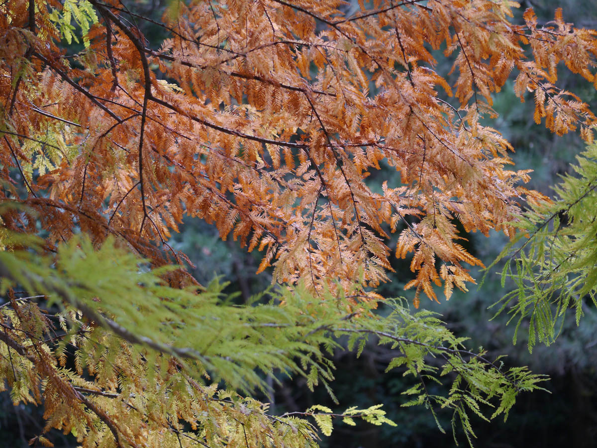 ラクウショウの紅葉