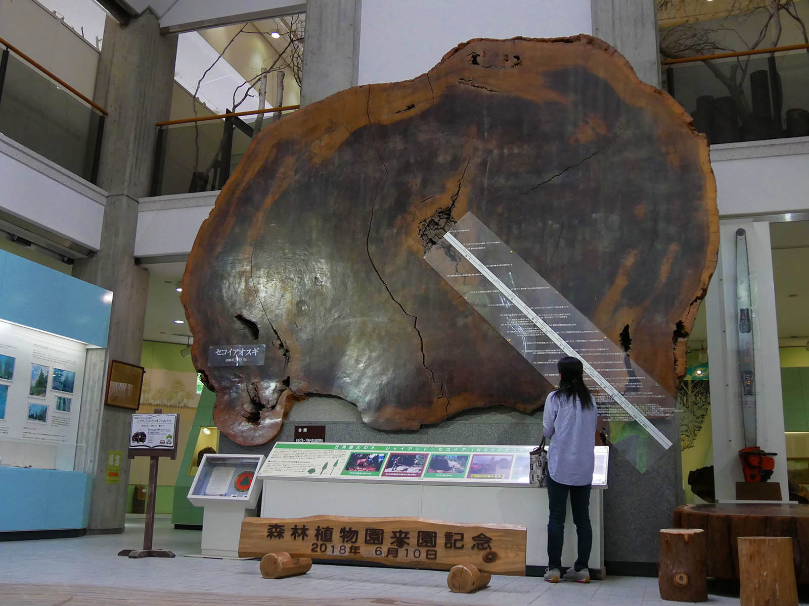 神戸森林植物園ジャイアントセコイア丸太