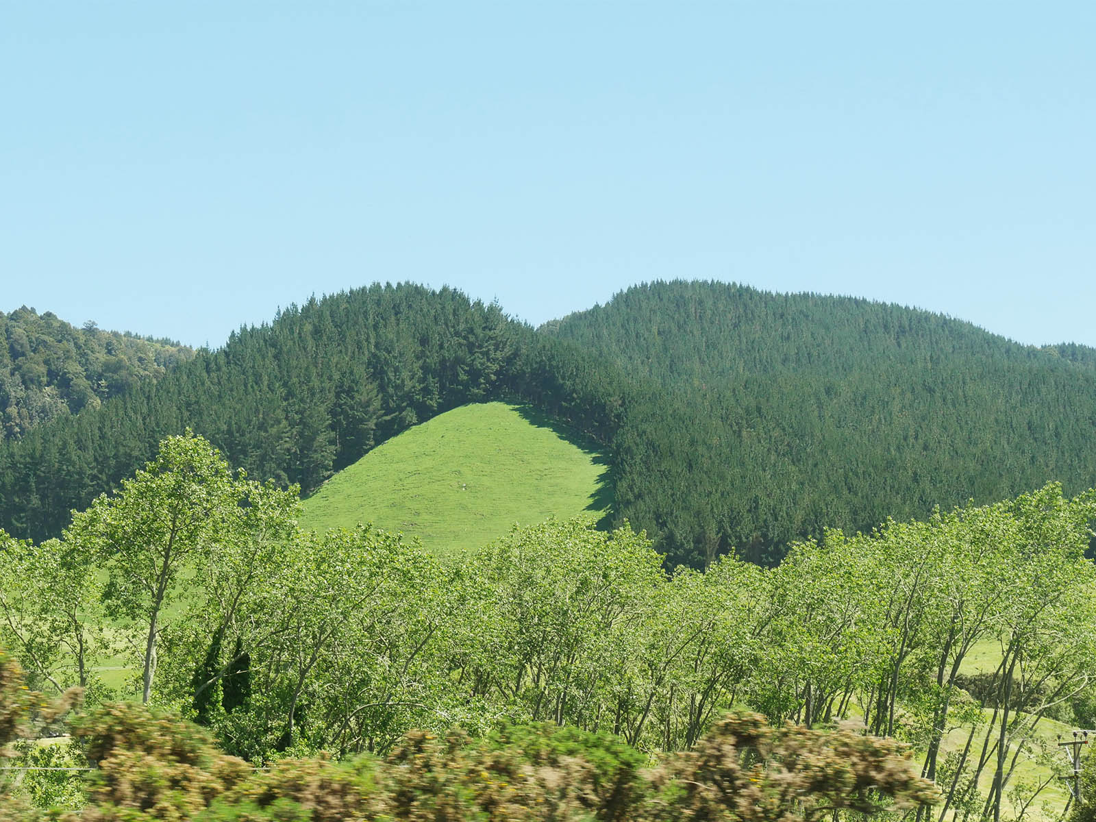 モントレーマツ植林地