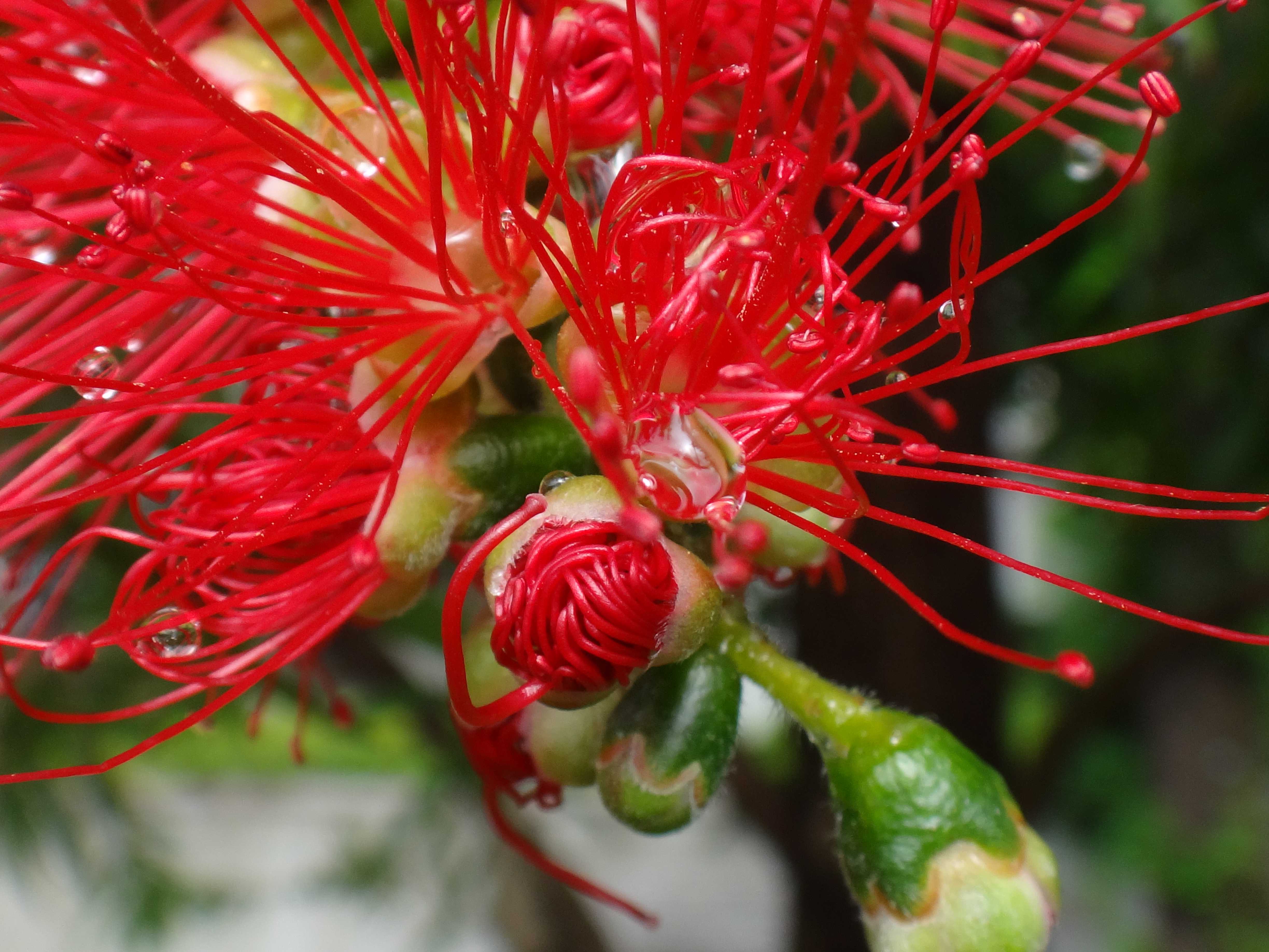 通勤途中　Callistemon 