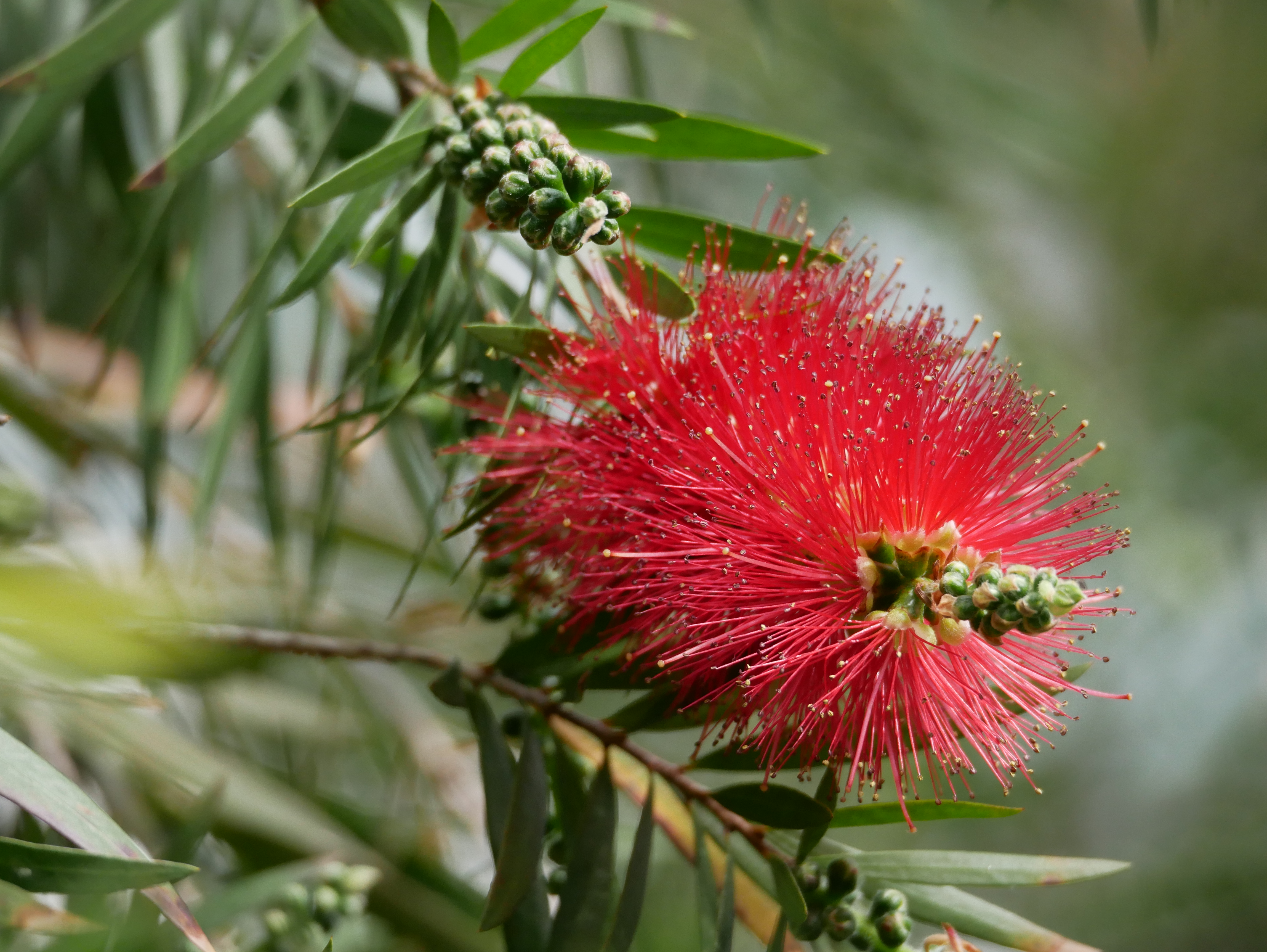 通勤途中　Callistemon 