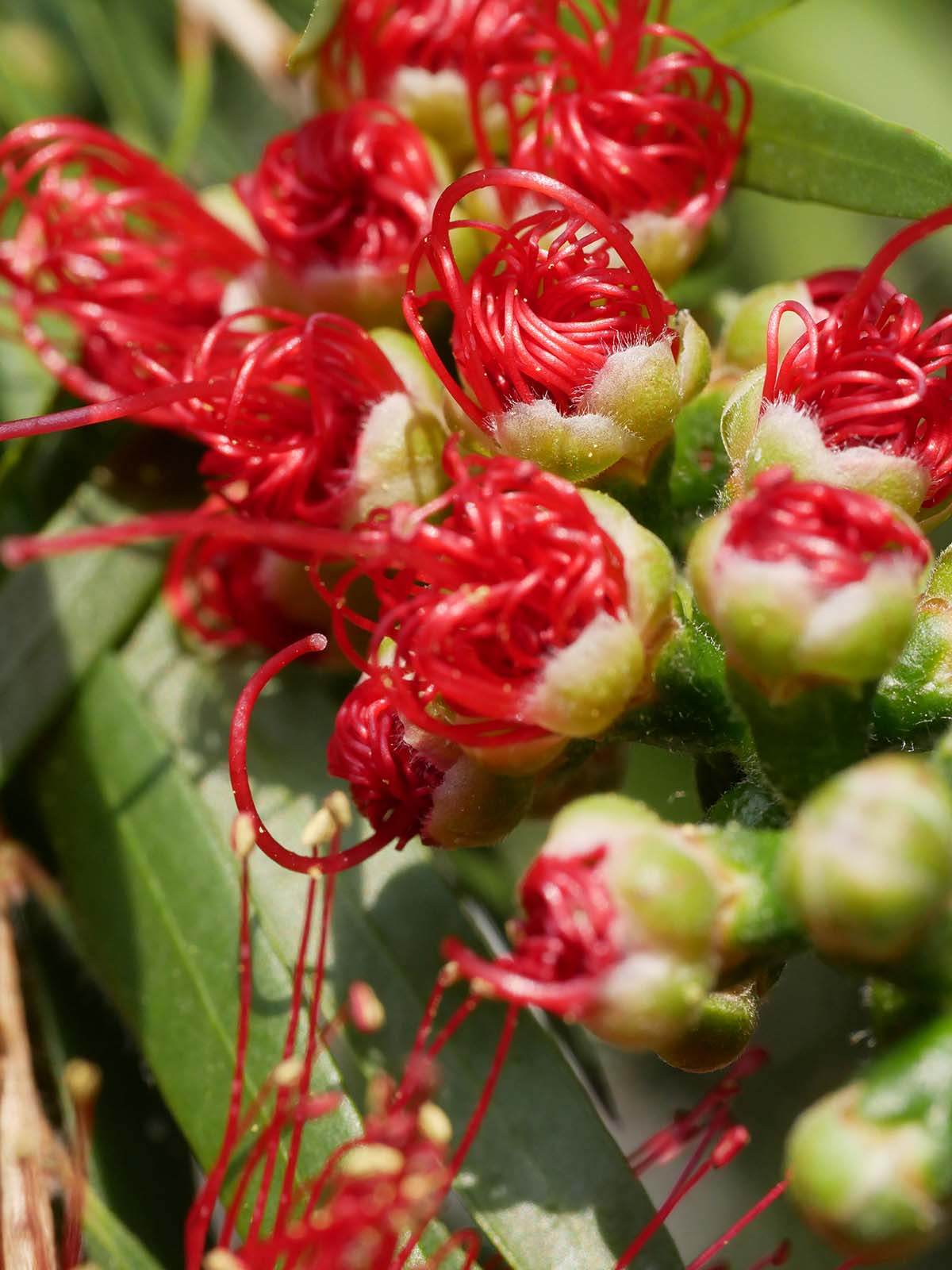 通勤途中　Callistemon 