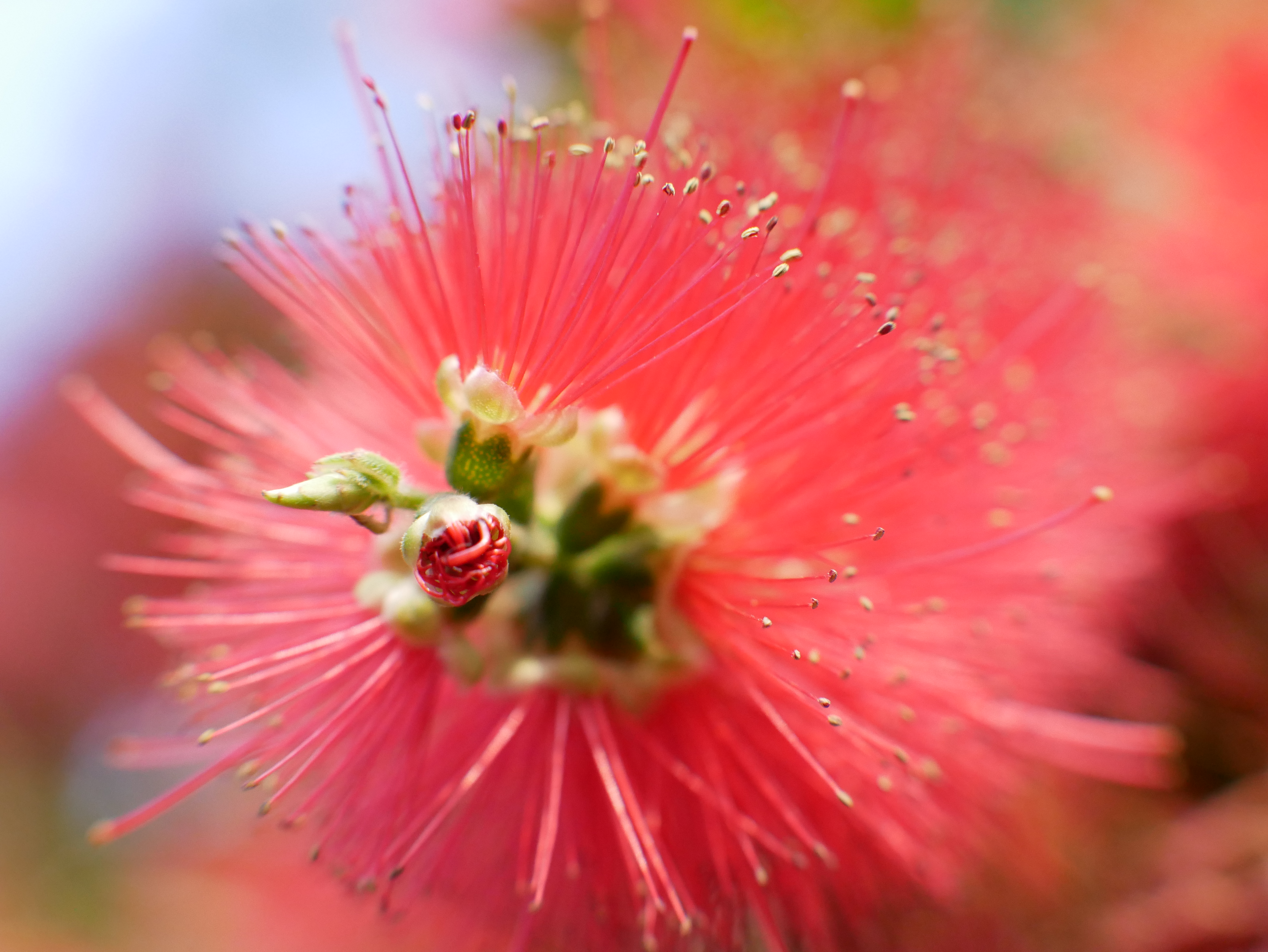 通勤途中　Callistemon 