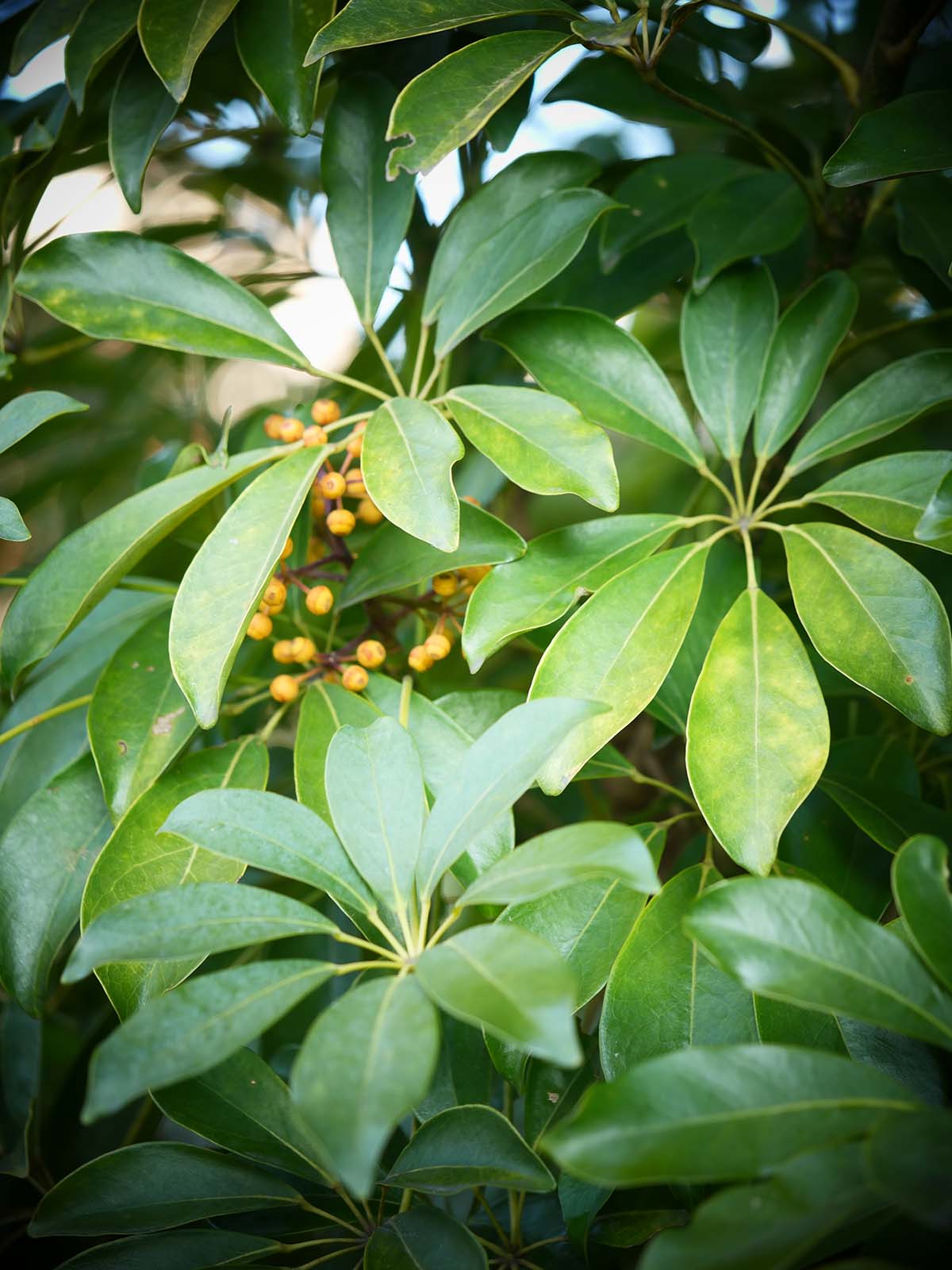 カポックシェフレラ（Schefflera）