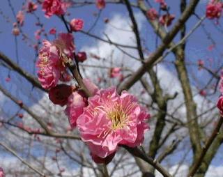 八重寒  ウメ梅