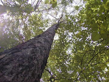 カラマツ樹木