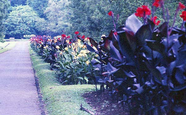 ポゴール植物園