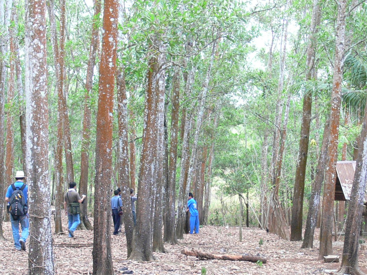 アカシアマンギュウムの植林地