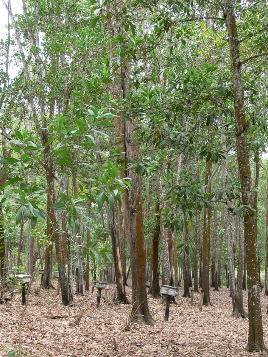 アカシアマンギュウムの植林地