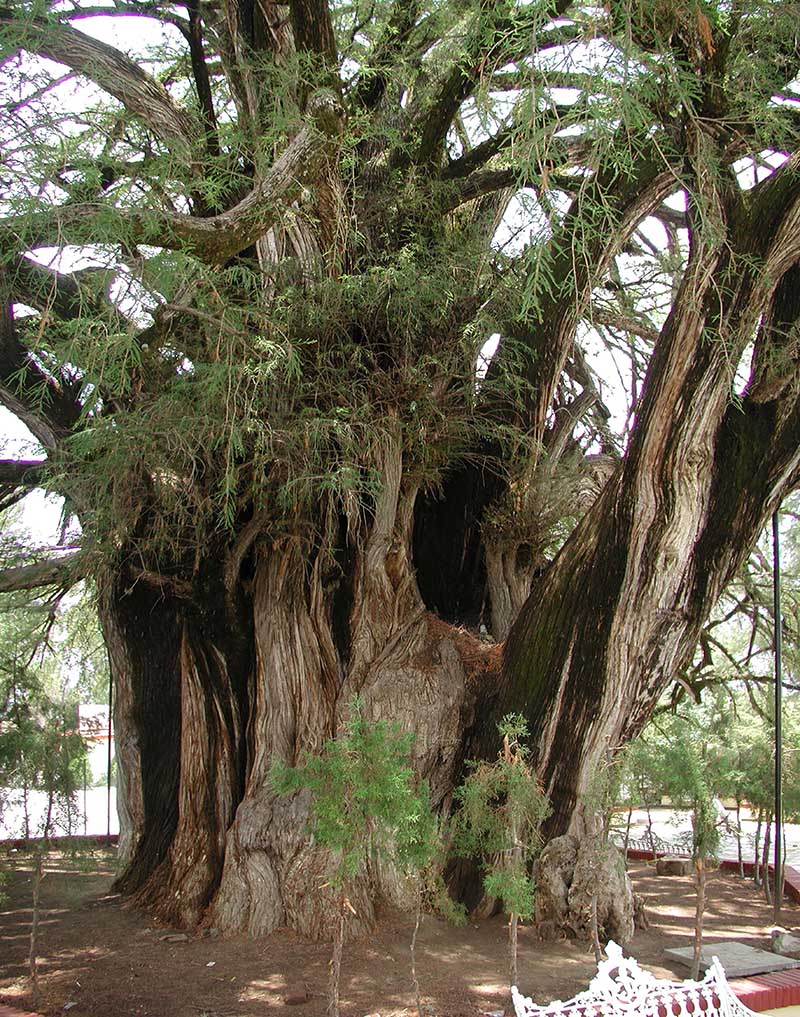 世界最大の木、 ヌマスギ
